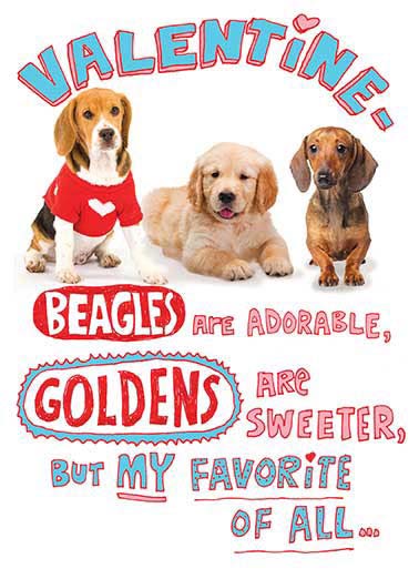 Beagles are Adorable Funny Valentine's Day  Dogs   ...Is your awesome wiener!